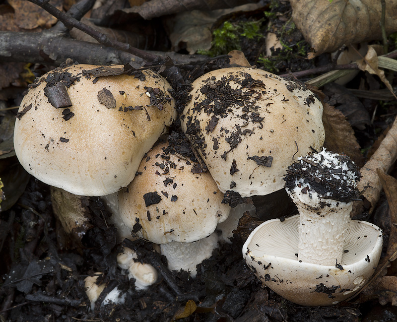 Hebeloma sinapizans (Slzivka ředkvičková)